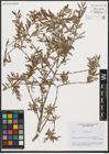 Foto von Salix purpurea L.
